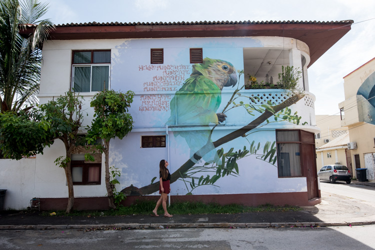 San Nicolas Aruba Street art pappegaai