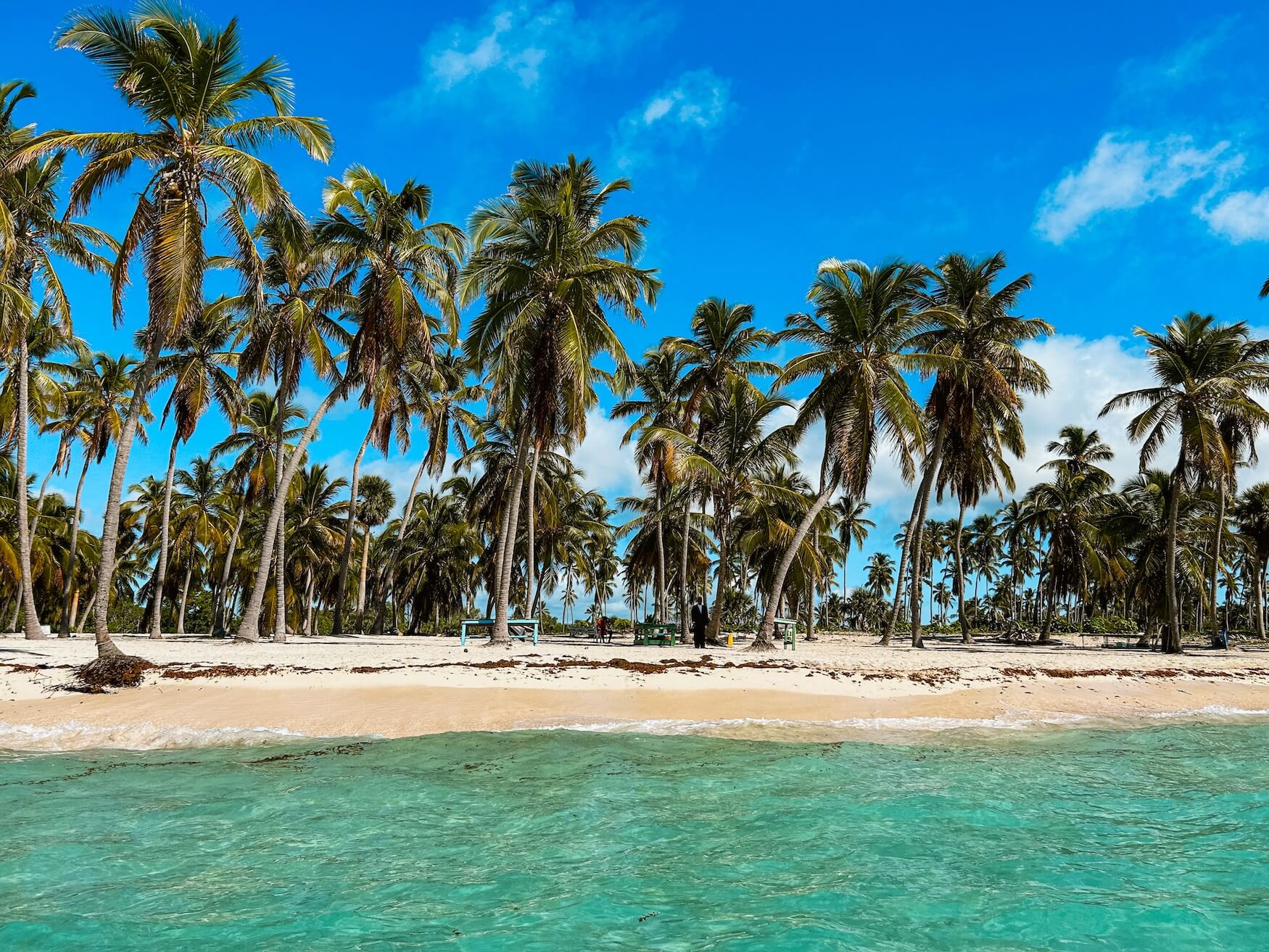 Saona Island tour palmbomen op strand