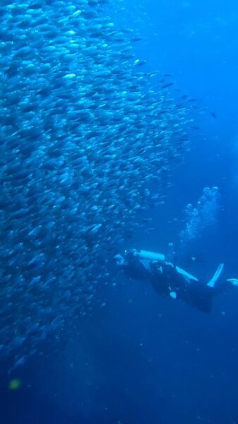 Sardine Run Moalboal