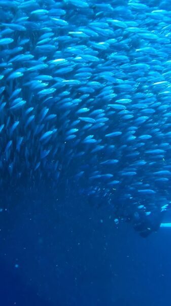 Sardine Run bij Moalboal