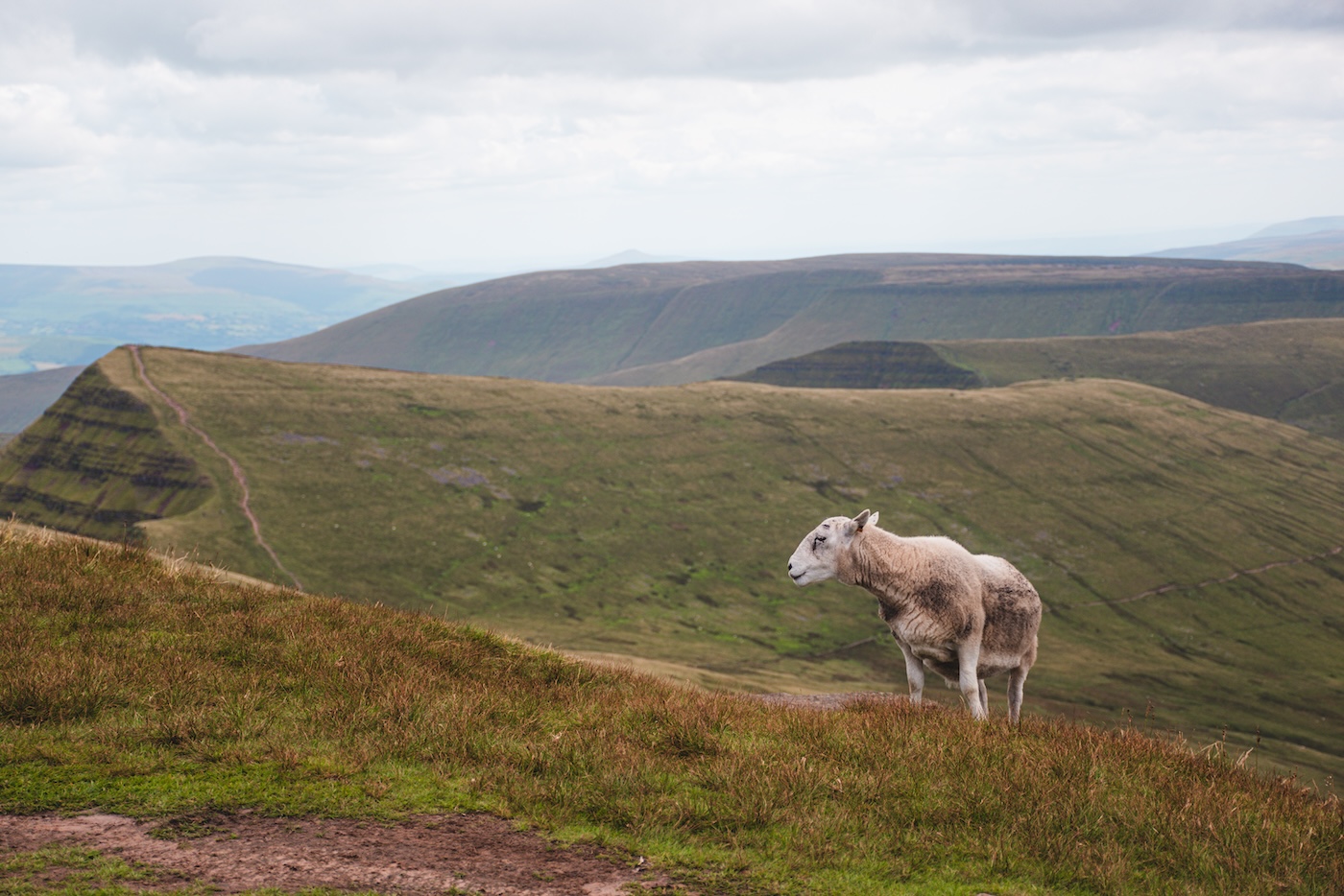 Schaap op Pen y Fan