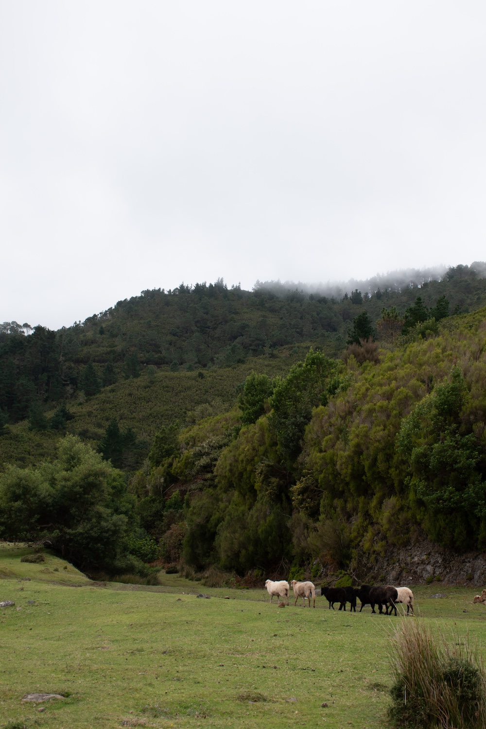 Schapen in de natuur, Madeira
