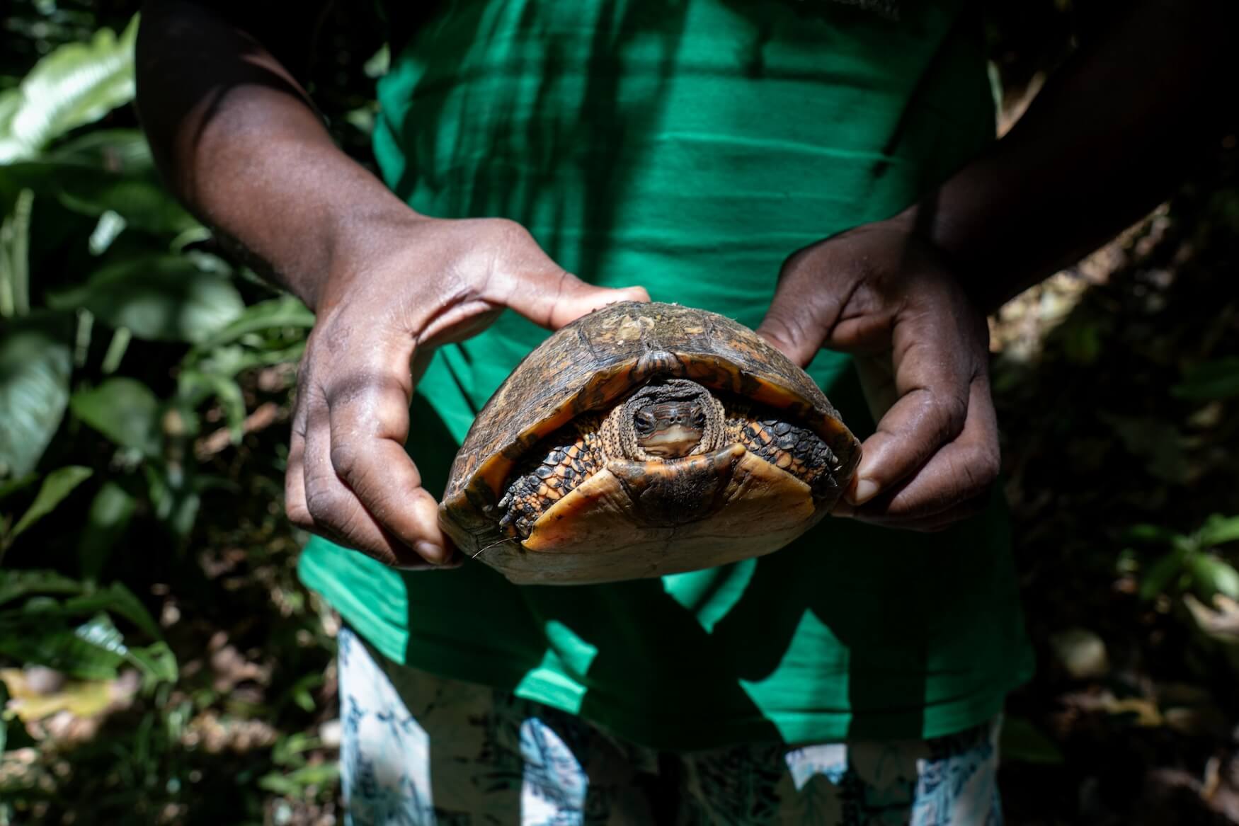 Schildpad in Pico Bonito