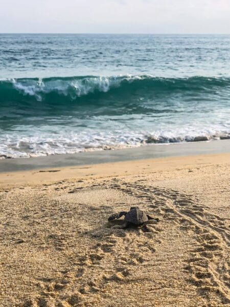 Schildpadden vrij laten strand puerto escondido