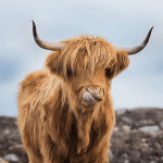 Schotland schotse hooglander visitscotland foto