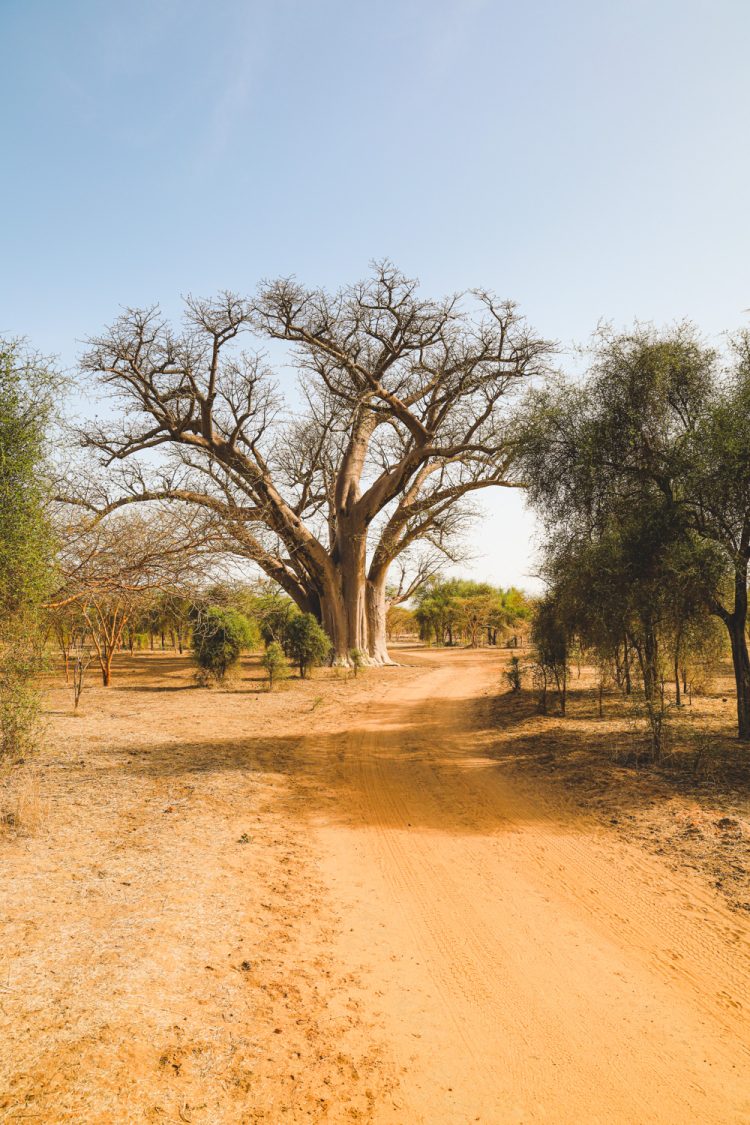Senegal Baobab