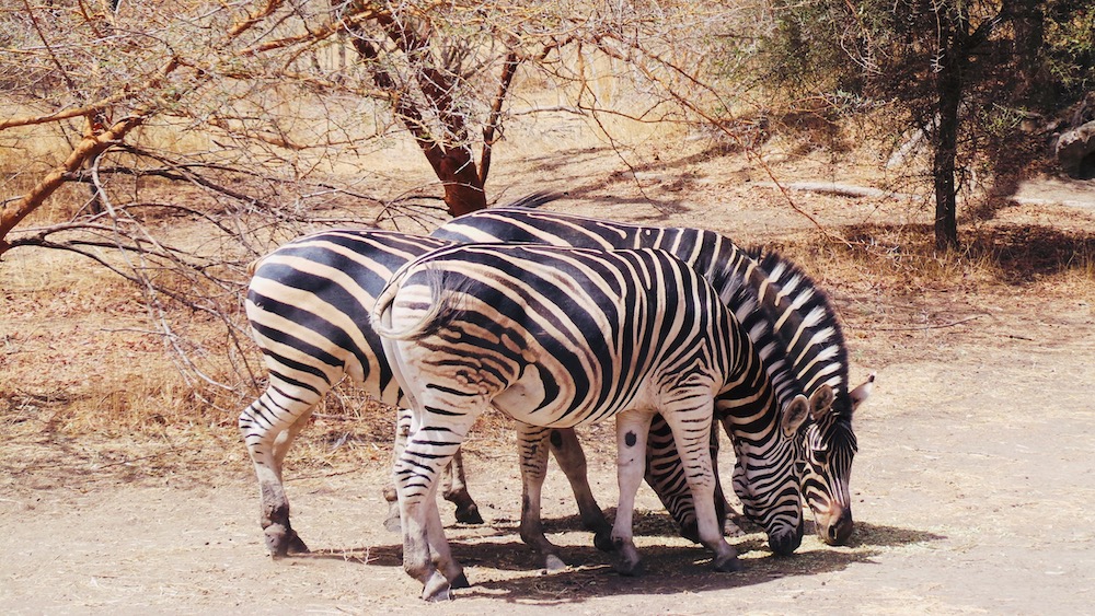 Senegal vakantie safari Bandia