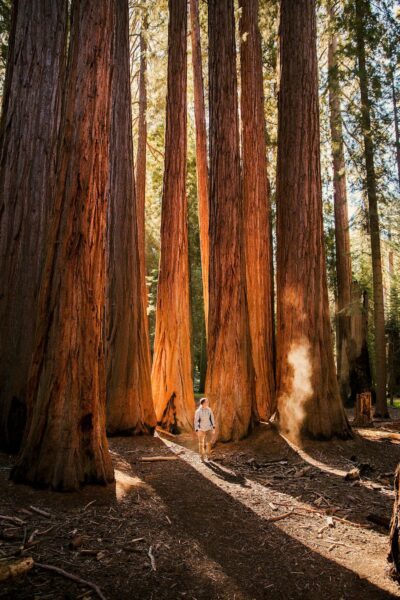 Sequoia west amerika rondreis