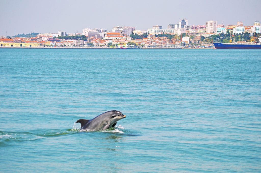 Setubal portugal Sado Dolfijnen
