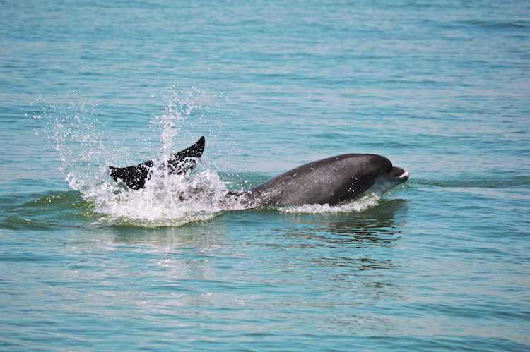 Setubal sado Dolfijnen portugal