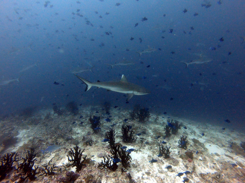 Sharkshow bij de Malediven rashdoo