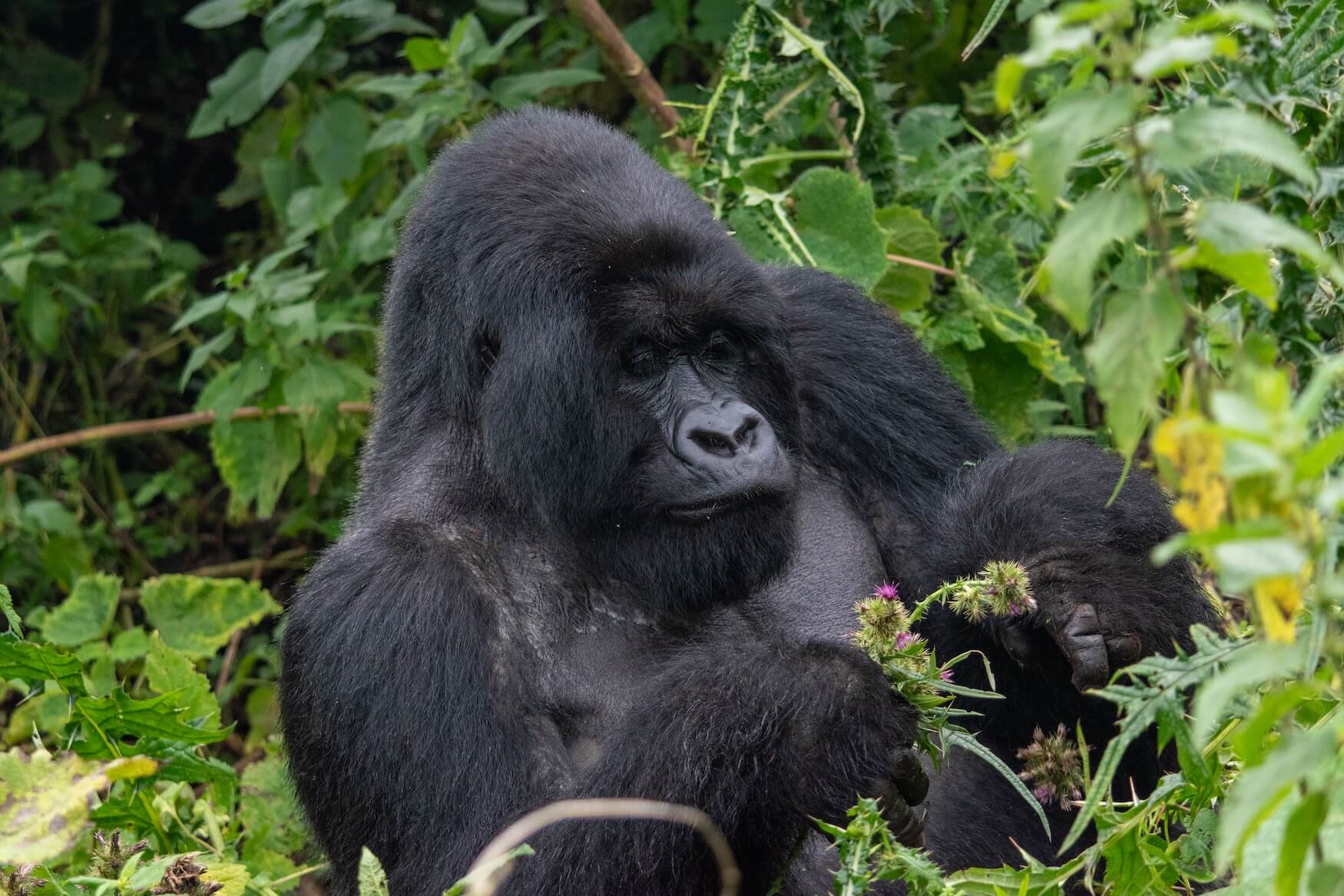 Silverback die bloemetjes eet Rwanda