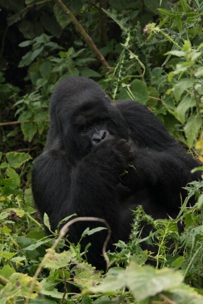 Silverback gorilla Rwanda bezienswaardigheden