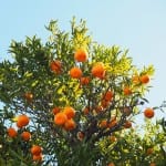 Sinaasappelbomen noord portugal