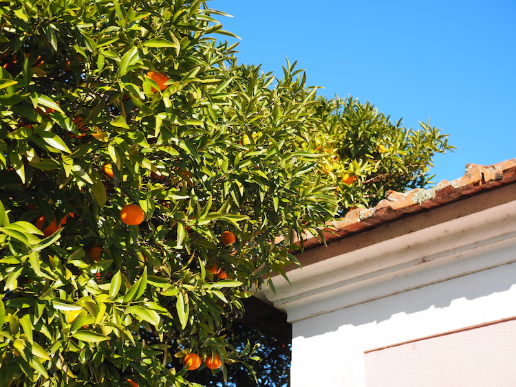 vakantie noord portugal Sinaasappelbomen noord portugal