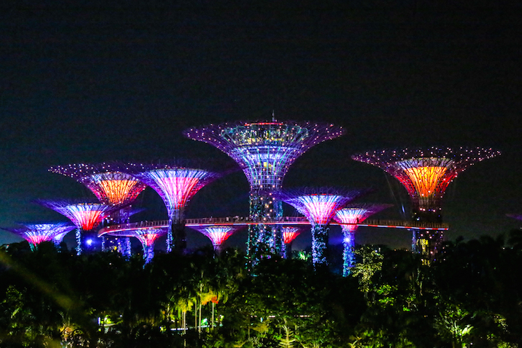 Singapore trees At night