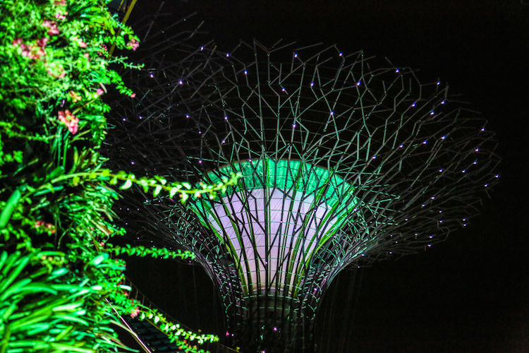 Singapore trees night gardens by the bay show