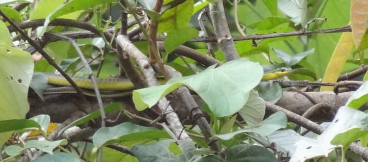 Slangen australische dieren
