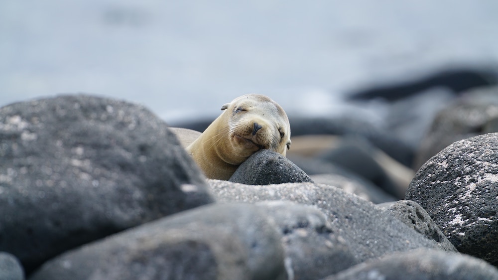 Slapende zeeleeuw op de Galapagos