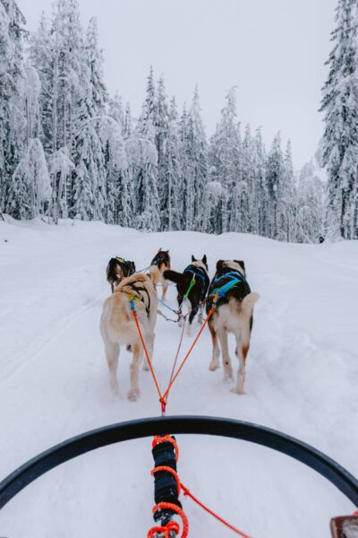 Sledehonden voor slee, Kuusamo