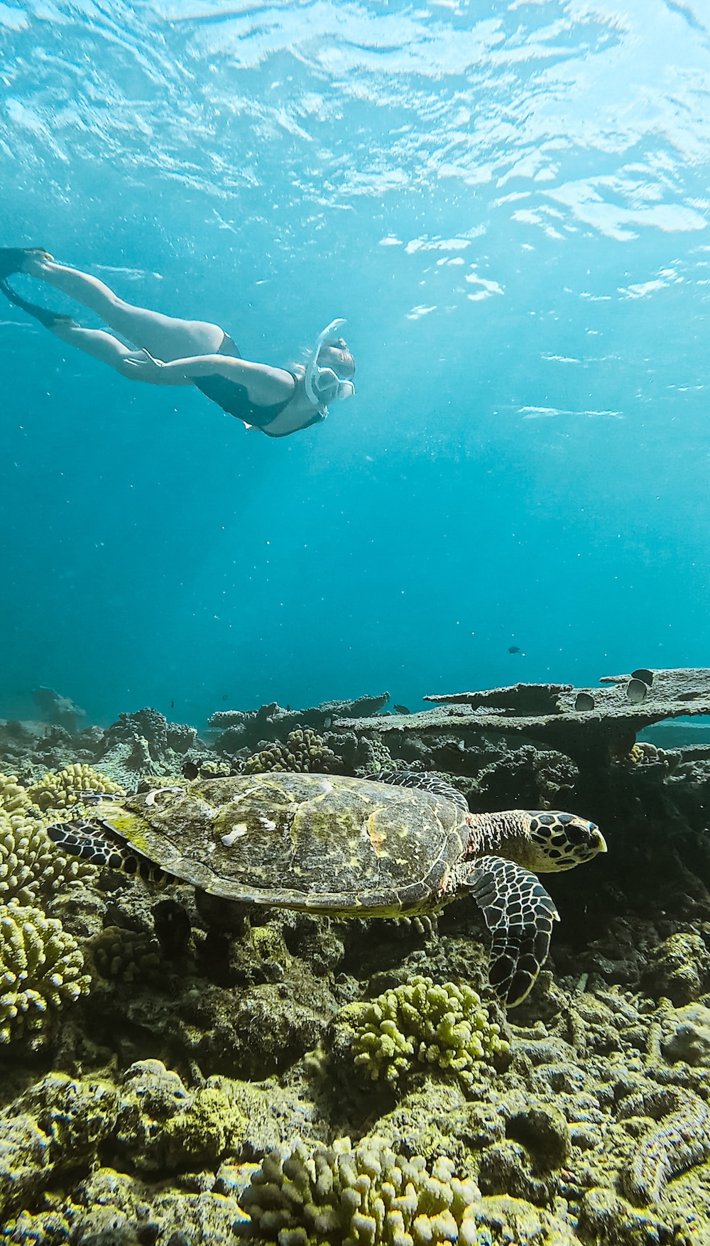 Snorkel schildpadden