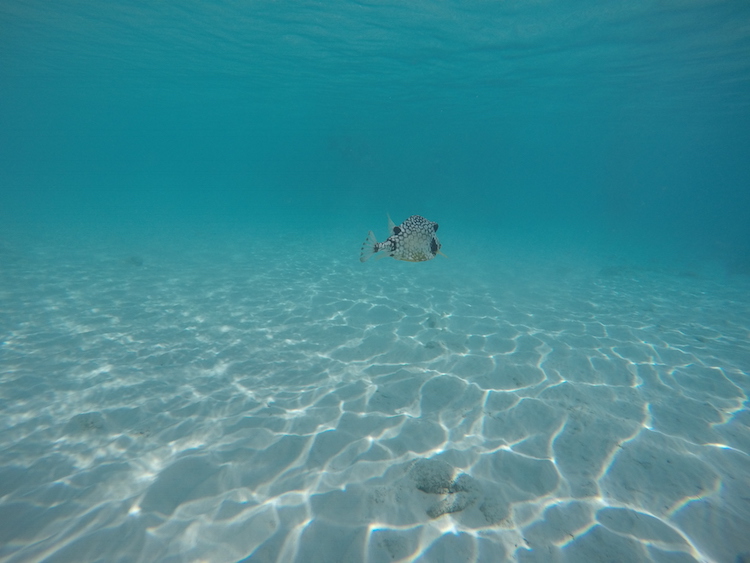 Snorkelen Curacao PLaya Lagun 