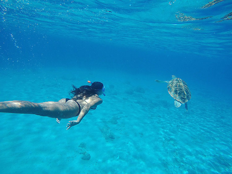 Snorkelen Curacao Playa Grandi schildpadden