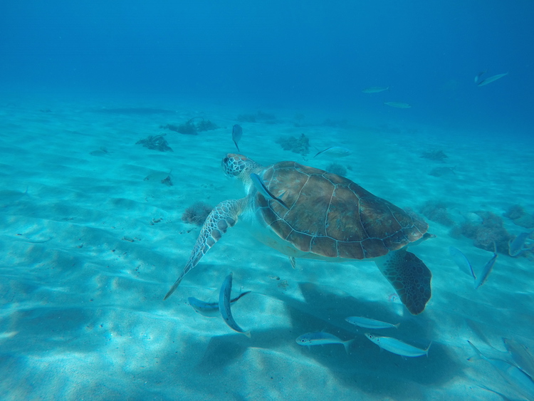 Snorkelen Curacao playa grandi schildpadden