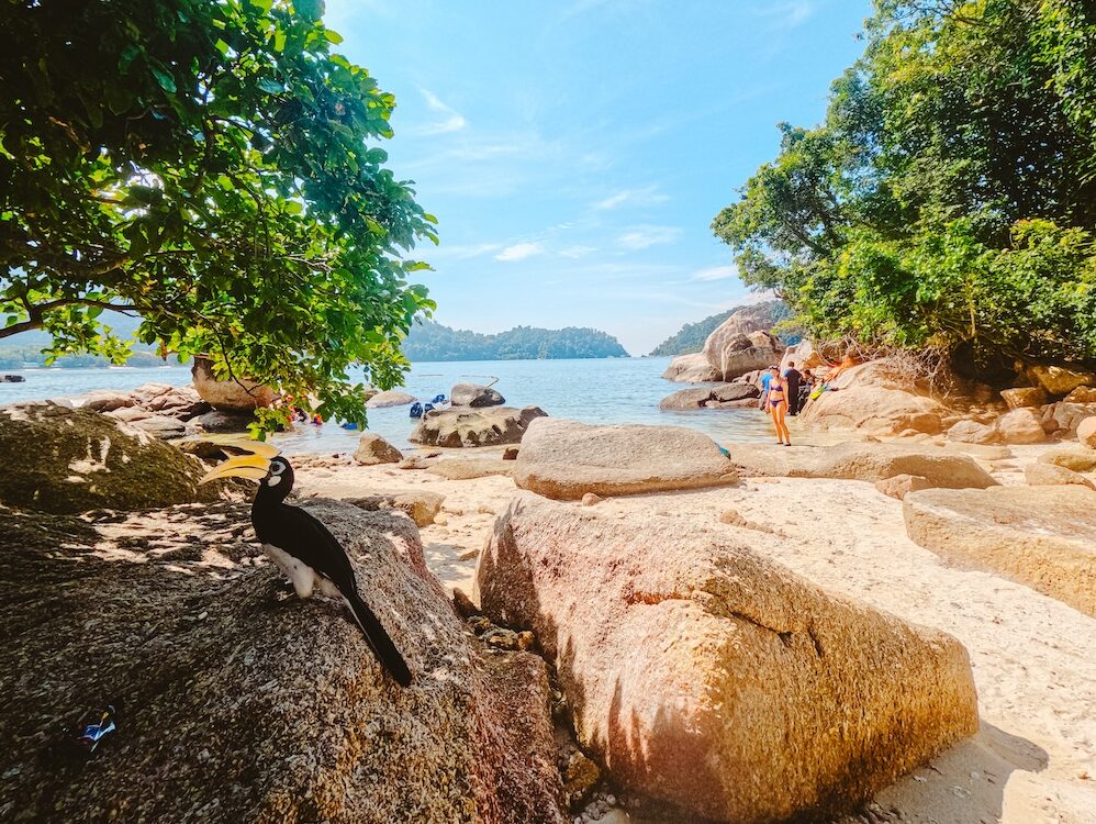 Snorkelen Giam Island hornbill