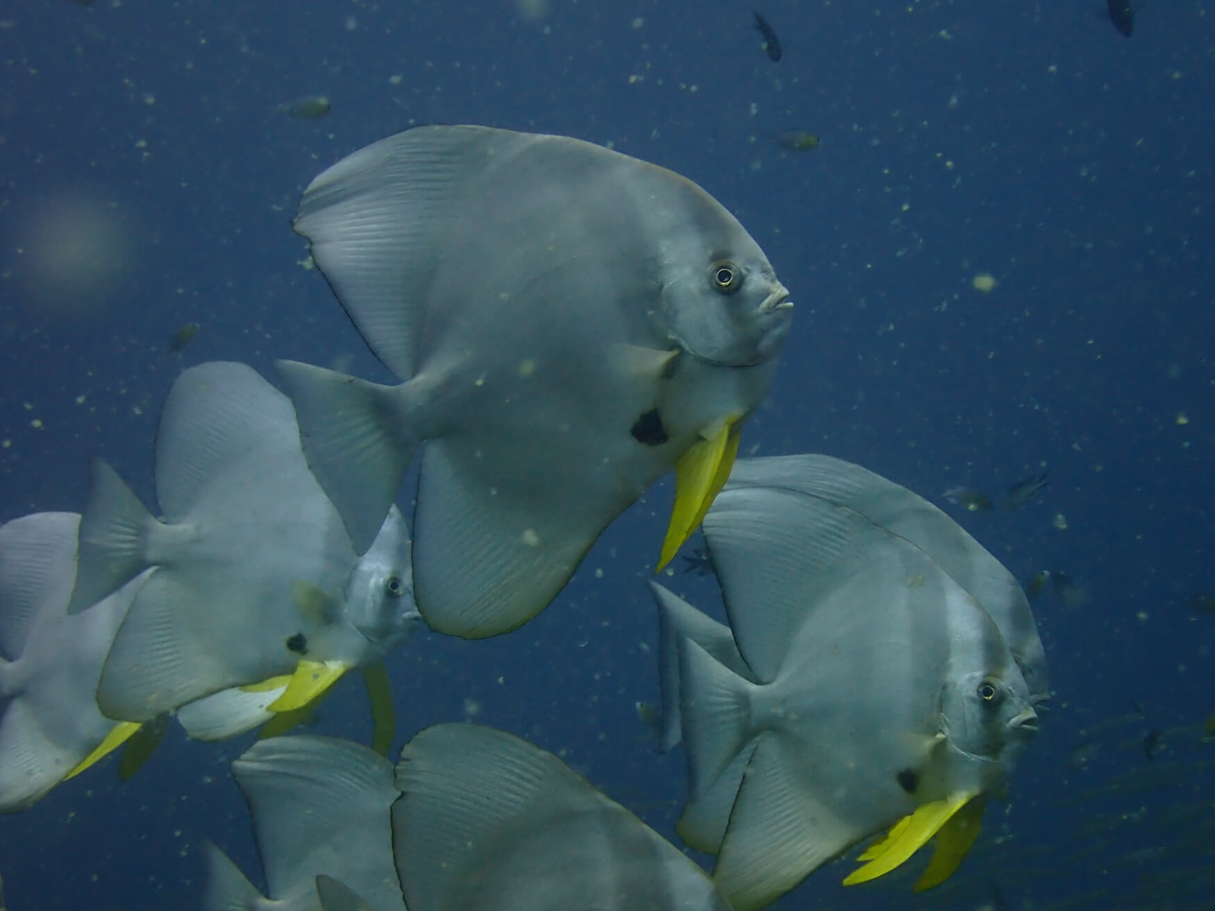 Snorkelen bij coron