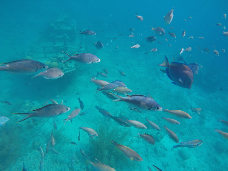 Tugboat snorkelen curacao
