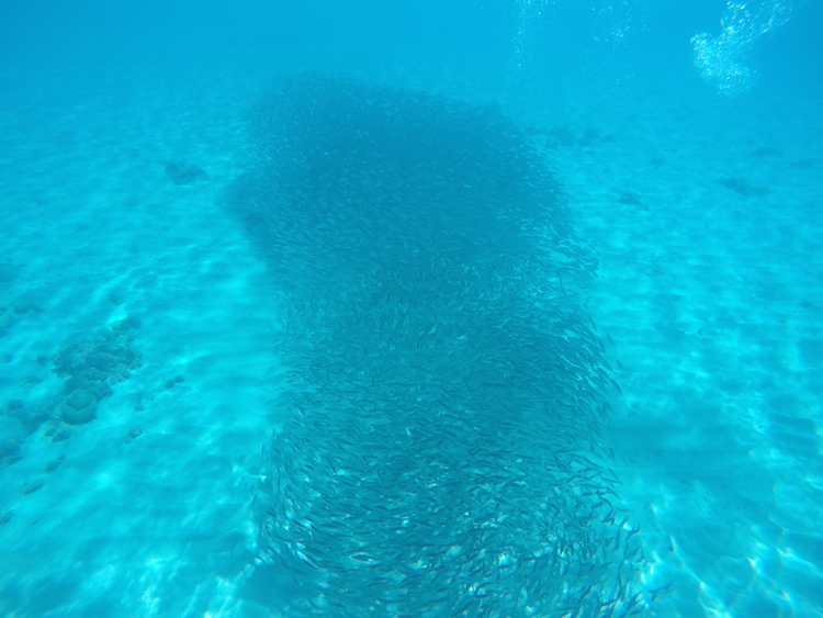 Snorkelen Curacao playa grandi vissen