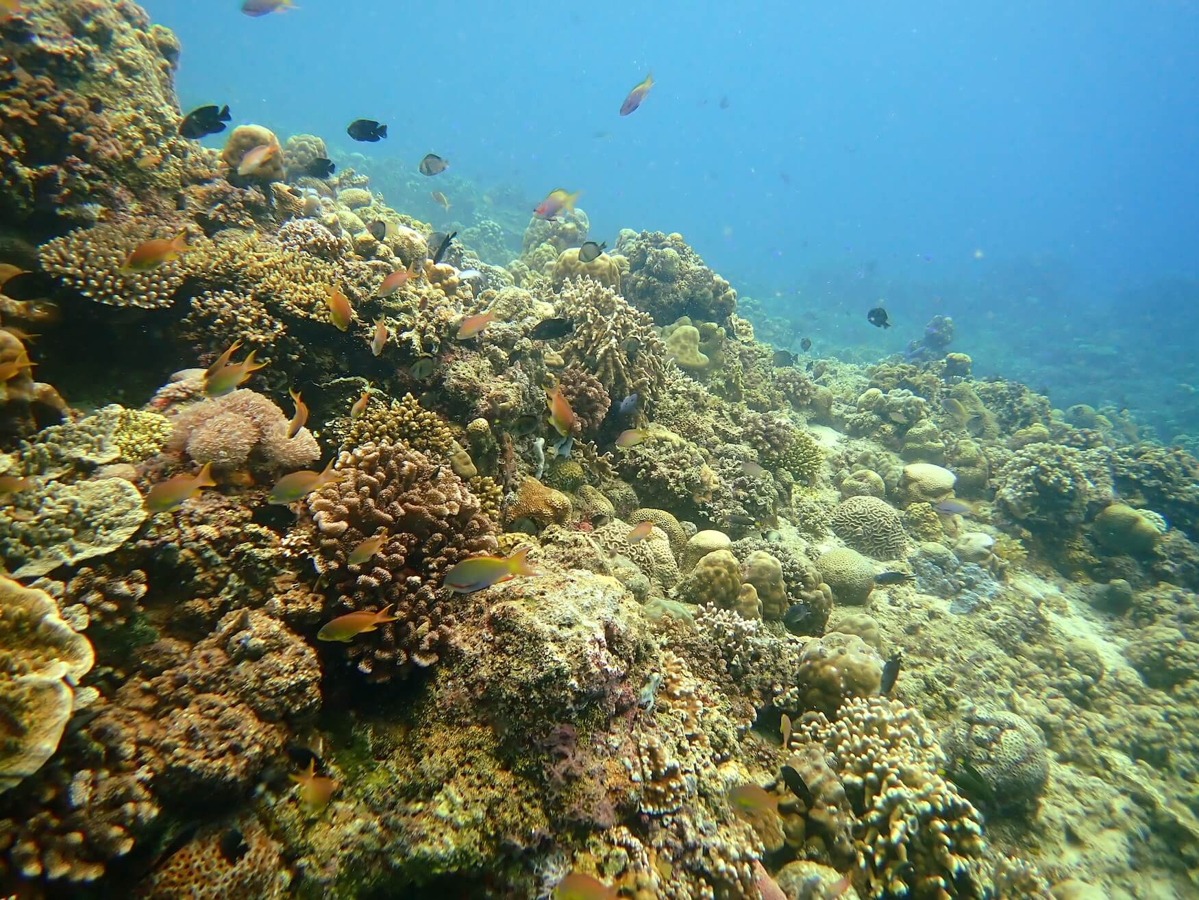 Snorkelen, onderwater wereld