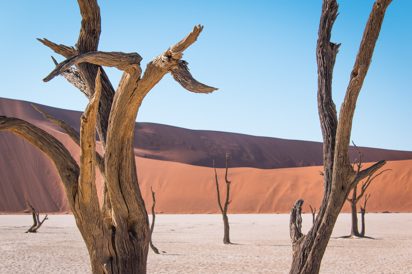 Sossusvlei Deadvlei namibie bomen