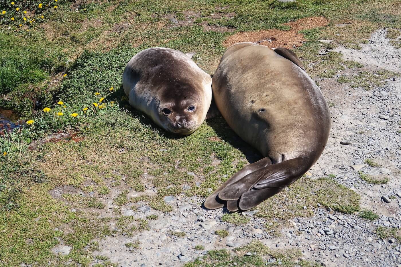 South georgia Grytviken