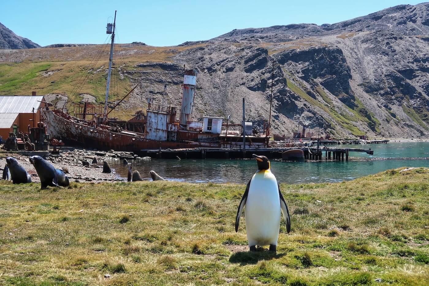 South georgia island Grytviken