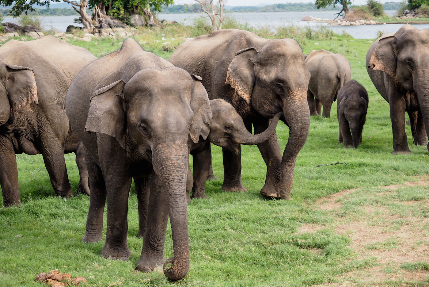 Sri Lanka wilde olifanten
