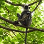 SriLanka apen bomen