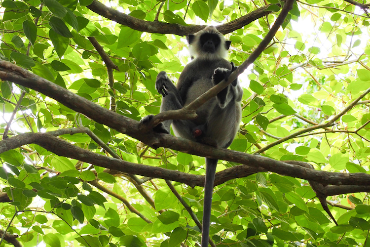 SriLanka apen bomen
