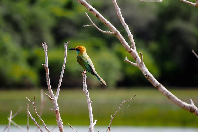 SriLanka vogels bird watching