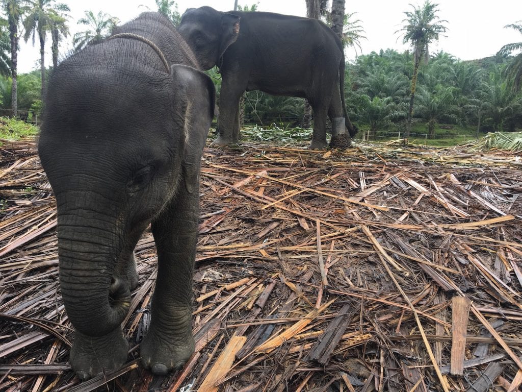 Sumatra jungle olifanten Tangkahan