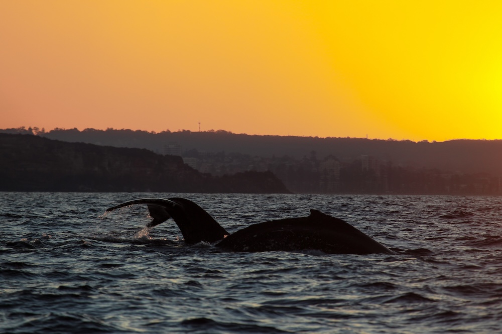Sydney bezienswaardighede, walvis spotten