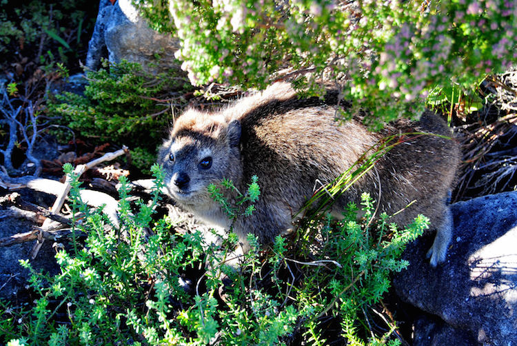 Tafelberg kaapstad dassies