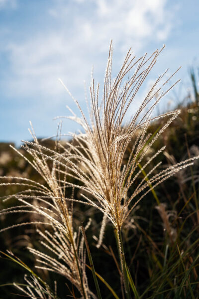 Taiwan Yangmingshan National Park