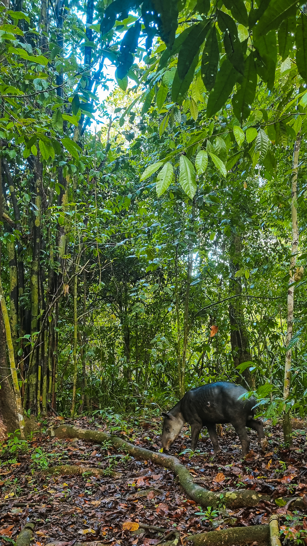 Tapir in Corcovado