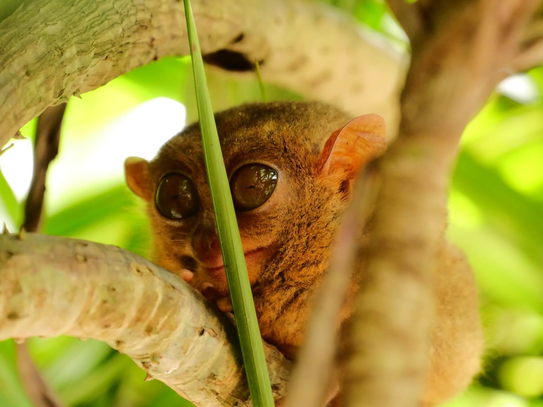 Tarsier Bohol