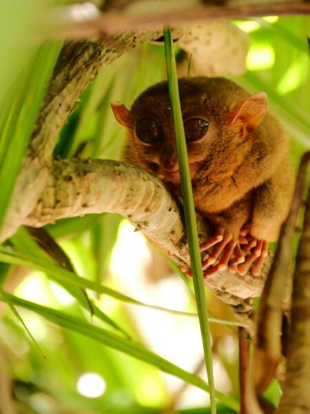 Tarsier spotten bohol
