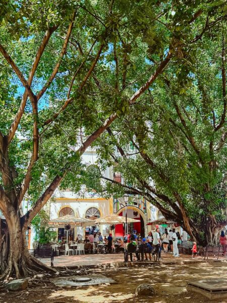 Terrassen onder de bomen bij Parque Colón