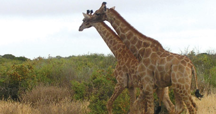 Thali Thali giraffe