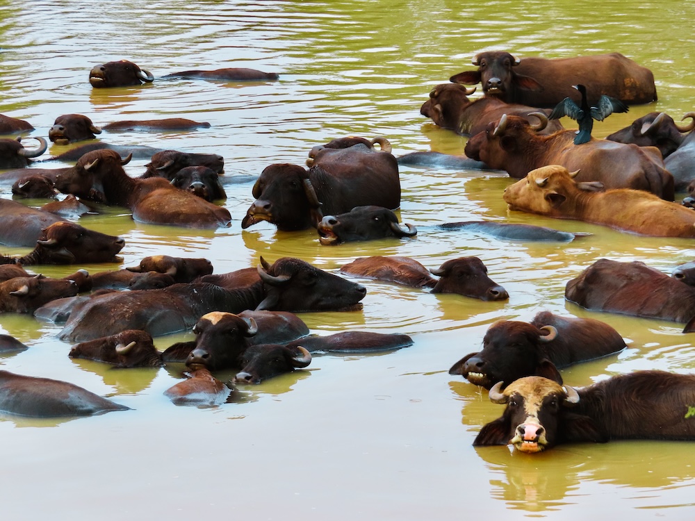 The Kingdom Eco Lodge buffels